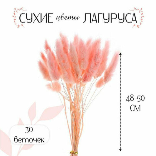 Сухие цветы лагуруса, набор 30 шт, цвет розовый 7123625