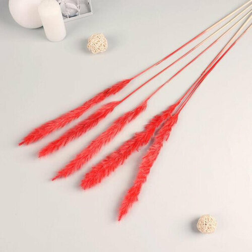 Декор сухоцвет Кортадерия 65 см красный фасовка 5шт цена за 1шт 7081257 135₽