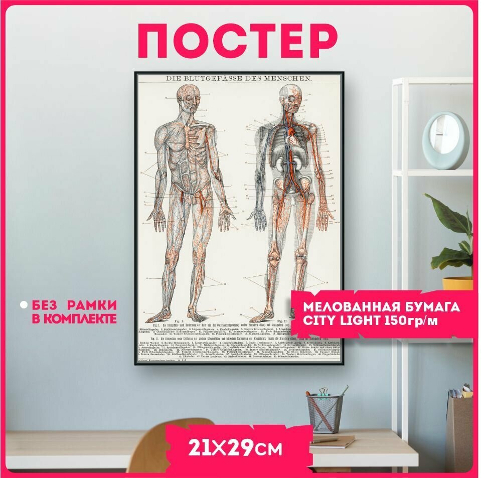 Постеры на стену плакаты интерьерные Анатомия строение тела