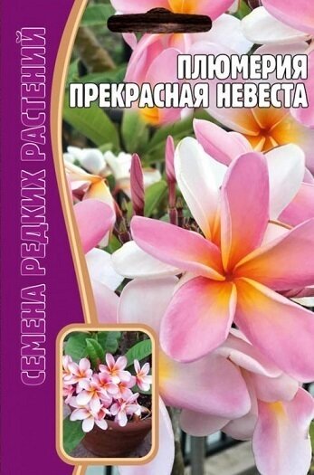 Плюмерия Прекрасная Невеста 3 шт * 3 упаковки редкие семена