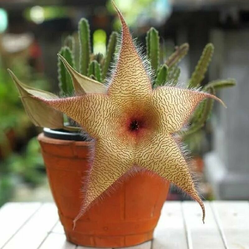 Стапелия гигантская (Stapelia GIGANTEA), суккуленты, семена