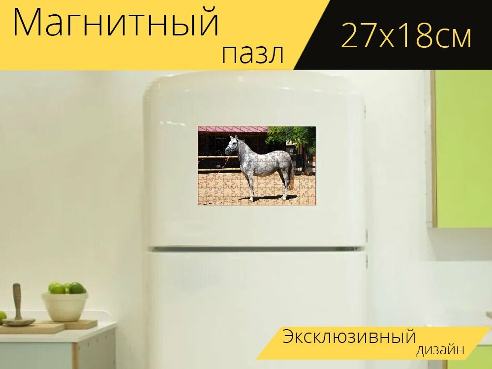Магнитный пазл "Андалузский, андалузской лошади, лошадь" на холодильник 27 x 18 см.
