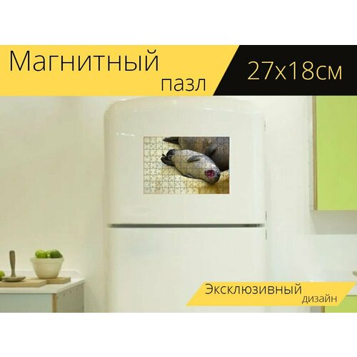 Магнитный пазл Тюлень, ревун, зевота на холодильник 27 x 18 см. магнитный пазл тюлень ревун млекопитающее на холодильник 27 x 18 см