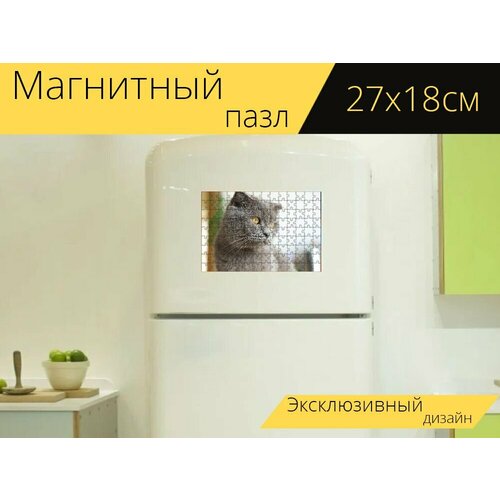 Магнитный пазл Кошка, британский шорт, британская короткошерстная кошка на холодильник 27 x 18 см.