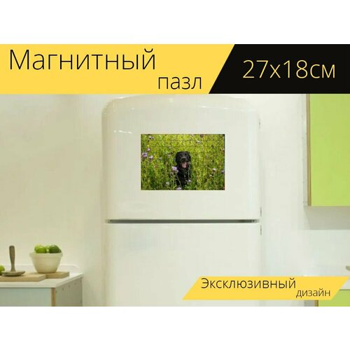 Магнитный пазл Лабрадор, луг, собака на холодильник 27 x 18 см. магнитный пазл мопс луг собака на холодильник 27 x 18 см