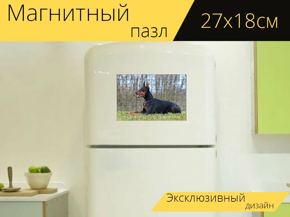Магнитный пазл "Врущий, доберман, собака" на холодильник 27 x 18 см.
