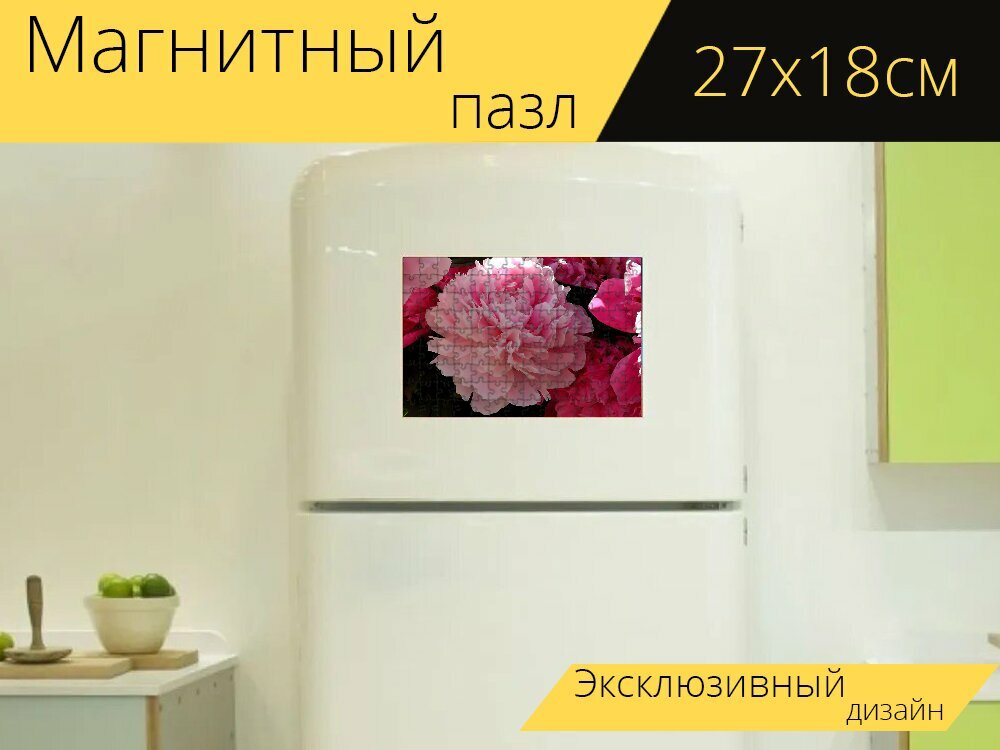 Магнитный пазл "Пион, декоративное растение, цвести" на холодильник 27 x 18 см.