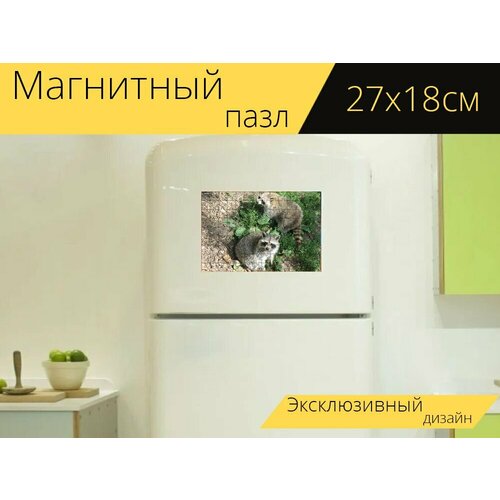 Магнитный пазл Енот, млекопитающее, животное на холодильник 27 x 18 см. магнитный пазл зебра животное млекопитающее на холодильник 27 x 18 см