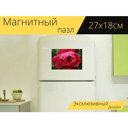 Магнитный пазл Роза, красный, капли росы на холодильник 27 x 18 см.