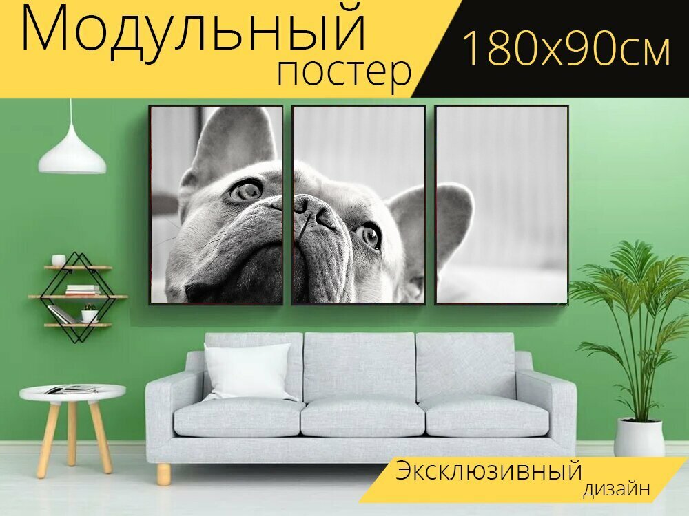Модульный постер "Французский бульдог, собака, чернобелый" 180 x 90 см. для интерьера