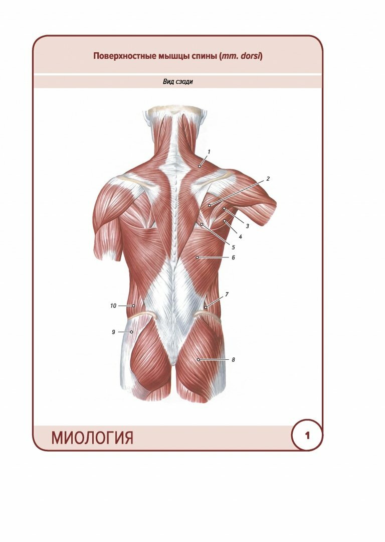 Анатомия человека. Карточки. Миология - фото №14