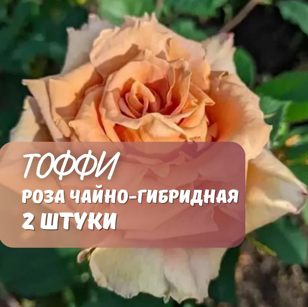 Роза чайно-гибридная Тоффи (Toffee) 2 шт карамельный бежевый розы морозостойкие