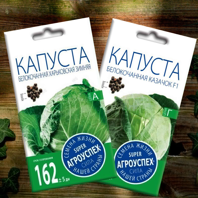 Семена капусты Харьковская Казачок