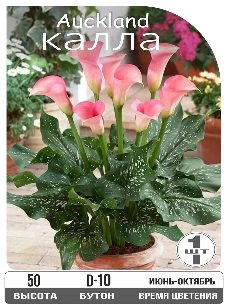 Калла Окленд луковица клубни 1шт.