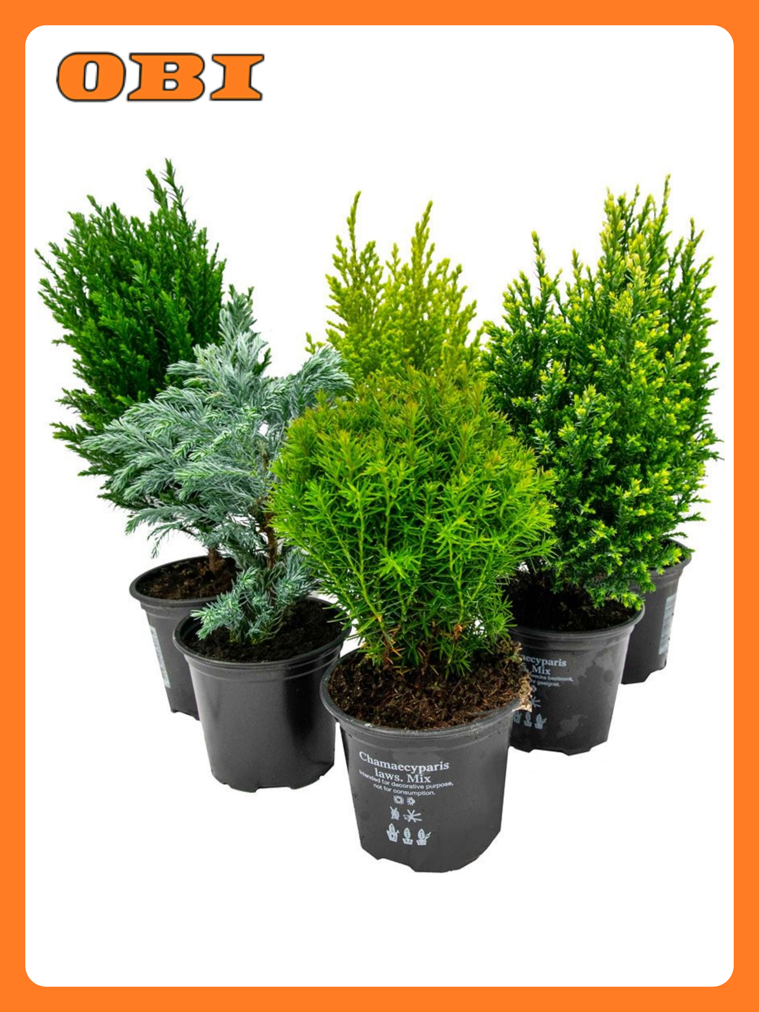 Хвойное растение 881420 декоративные неприхотливые для сада