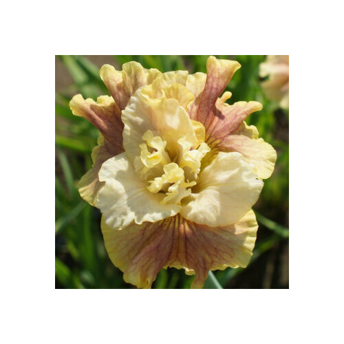 Ирис сибирский Wynne Magnolia, Саженцы, С1 (1 литр), ЗКС - Цветы многолетние ирис сибирский hubbard саженцы 2 года зкс цветы многолетние