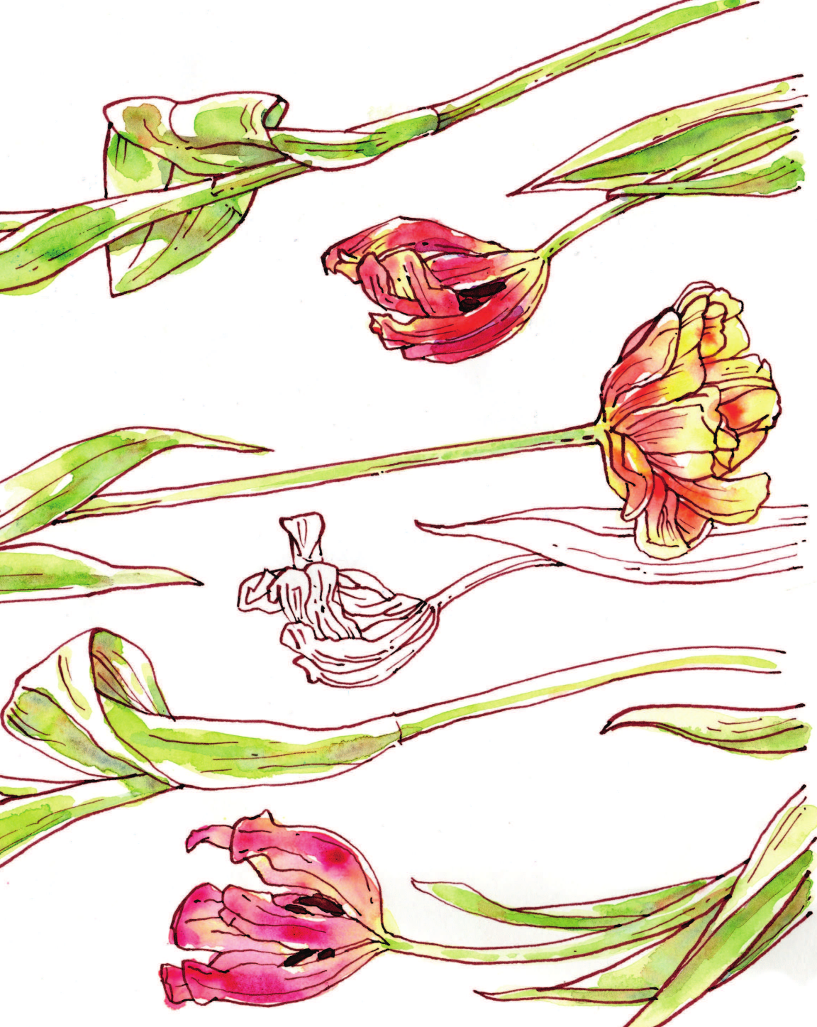 Цветочный скетчинг. Как создавать быстрые зарисовки цветов и растений - фото №4