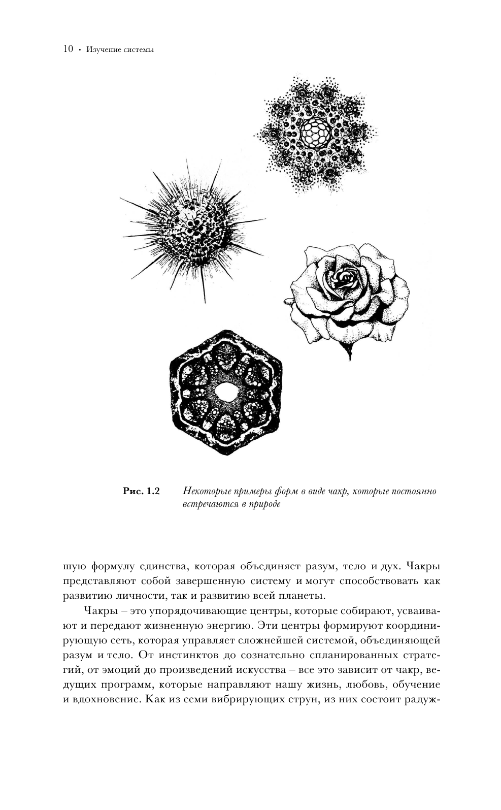 Чакры. Популярная энциклопедия для начинающих - фото №10