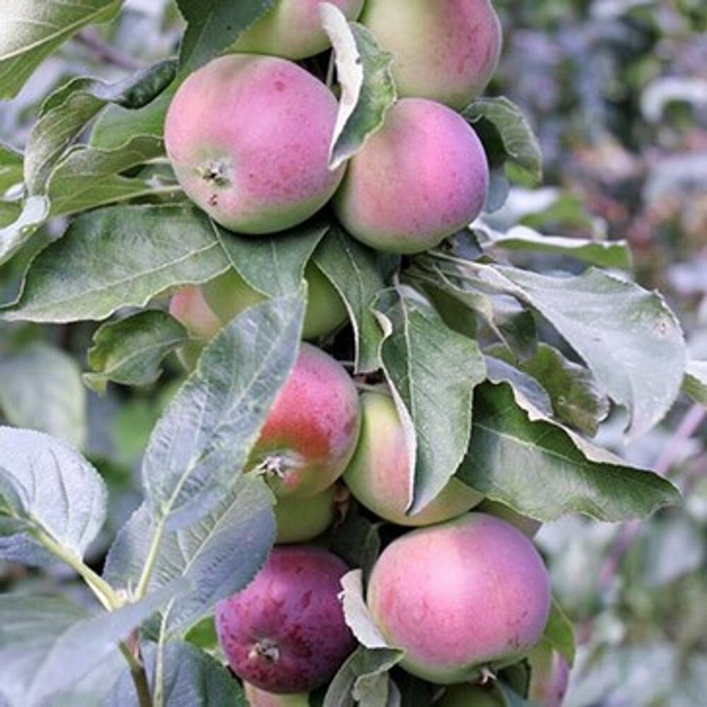 Яблоня Кармелита саженец