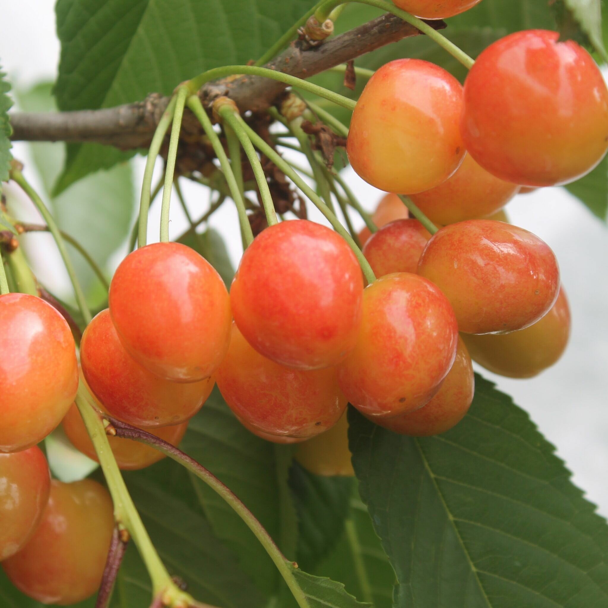 Черешня Заря Жукова саженец