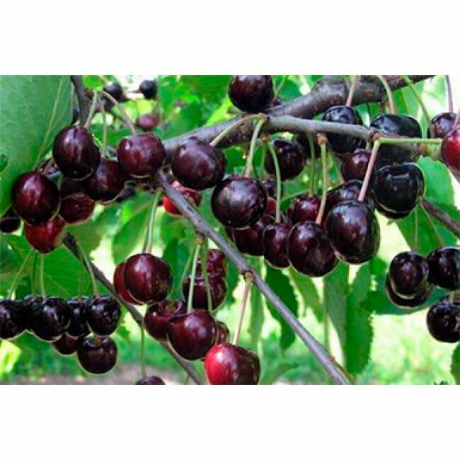 Черешня Памяти Астахова саженец
