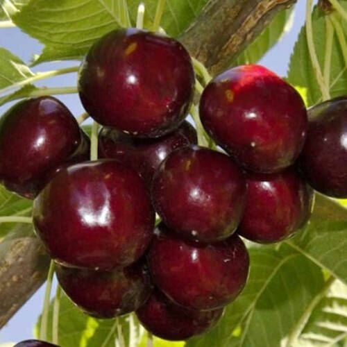 Черешня Лапинс саженец