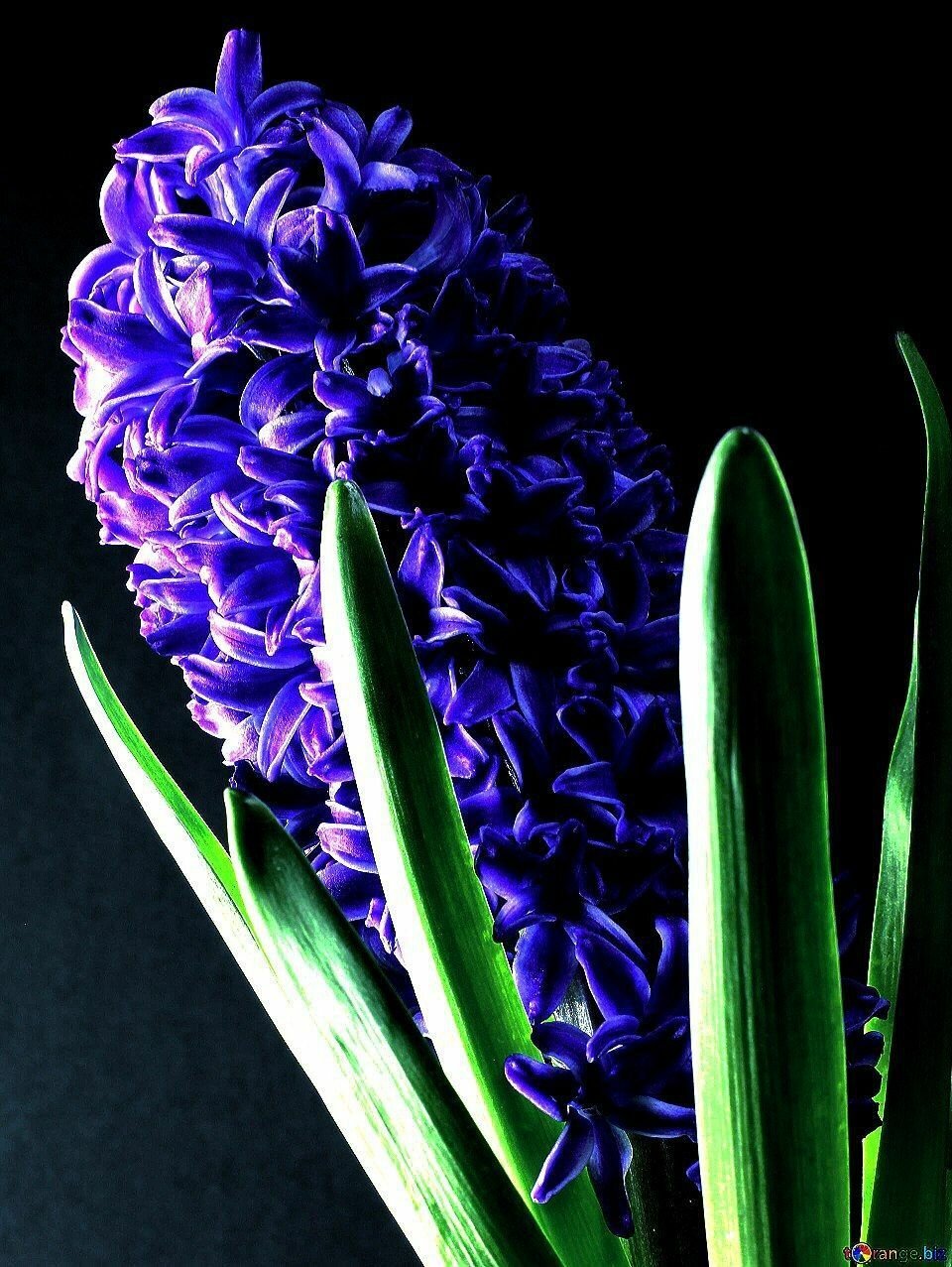 Луковицы многолетних цветов Гиацинт "ATLANTIC" 3шт в упаковке "Высший сорт" - фотография № 3