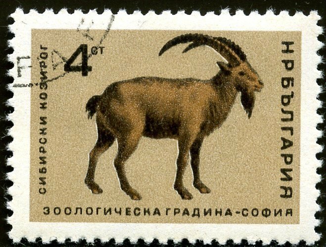 (1966-032) Марка Болгария "Сибирский горный козёл" Софийский зоопарк II Θ