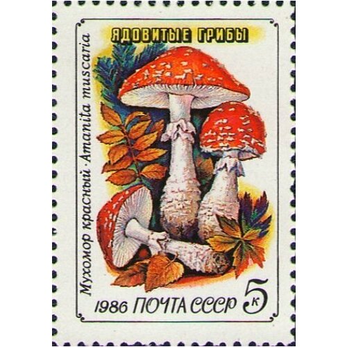 (1986-036) Марка СССР Красный мухомор Ядовитые грибы III O
