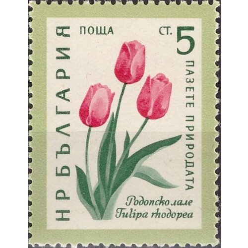 (1960-027) Марка Болгария Тюльпан родопский Охрана природы. Цветы II Θ 1960 029 марка болгария рододендрон понтийский охрана природы цветы ii θ