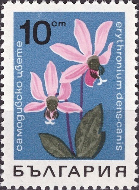 (1968-017) Марка Болгария "Кандык Кавказский" Горные цветы III Θ