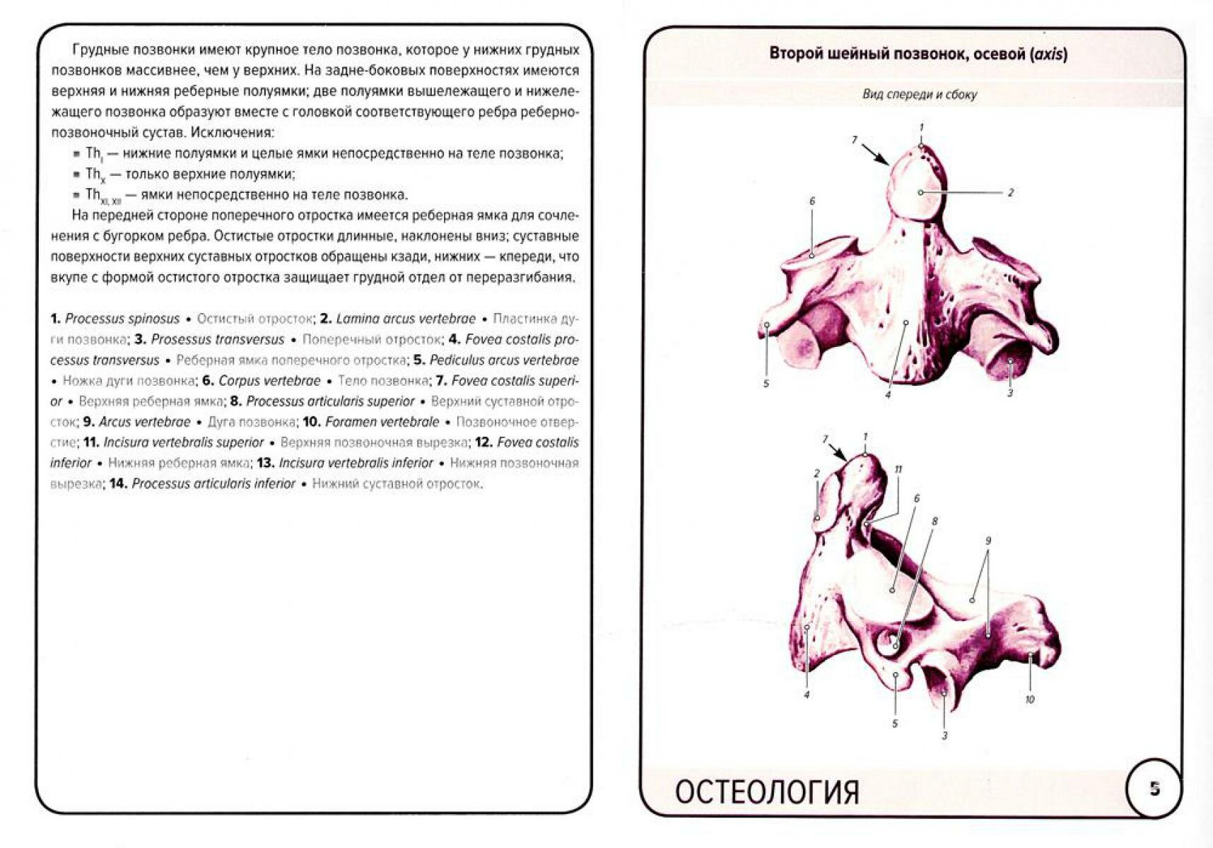 Анатомия человека. Остеология (47 карточек) - фото №5