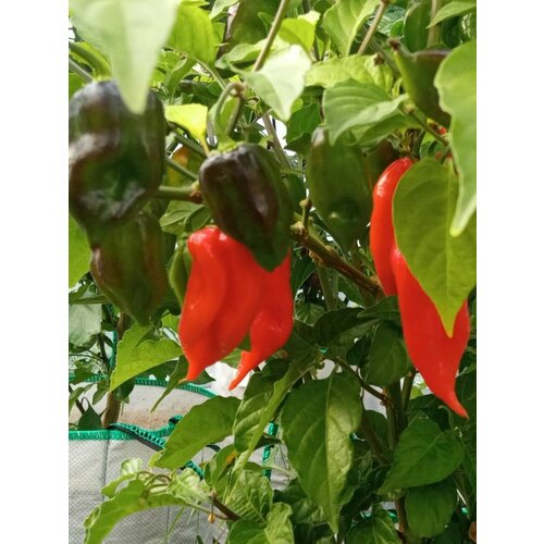 Семена Острый перец Habanero maya red, 5 штук семена острый перец 7 pot congo giant red 5 штук