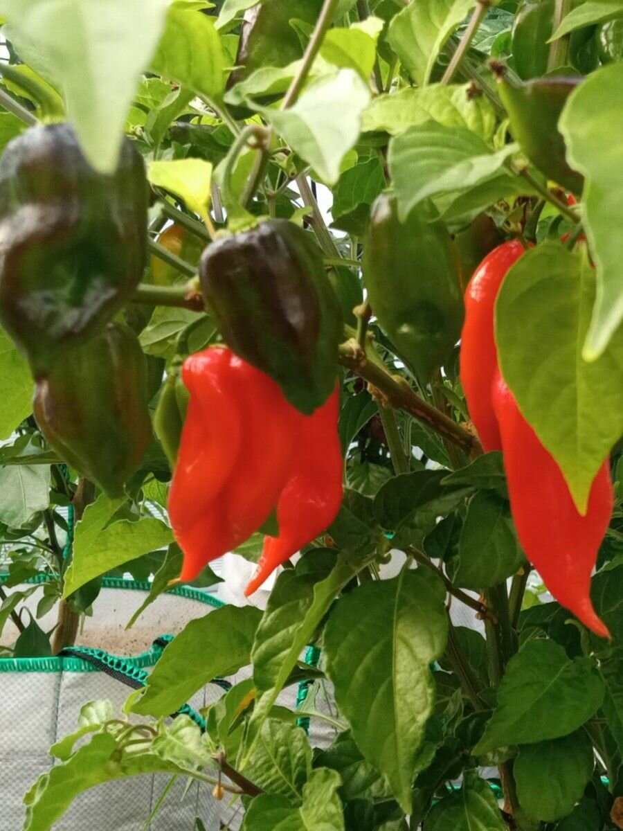 Семена Острый перец Habanero maya red 5 штук