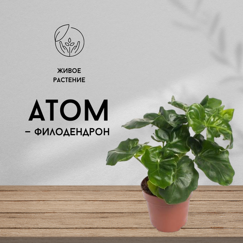 Филодендрон Атом, живое комнатное растение, диаметр кашпо 12 см