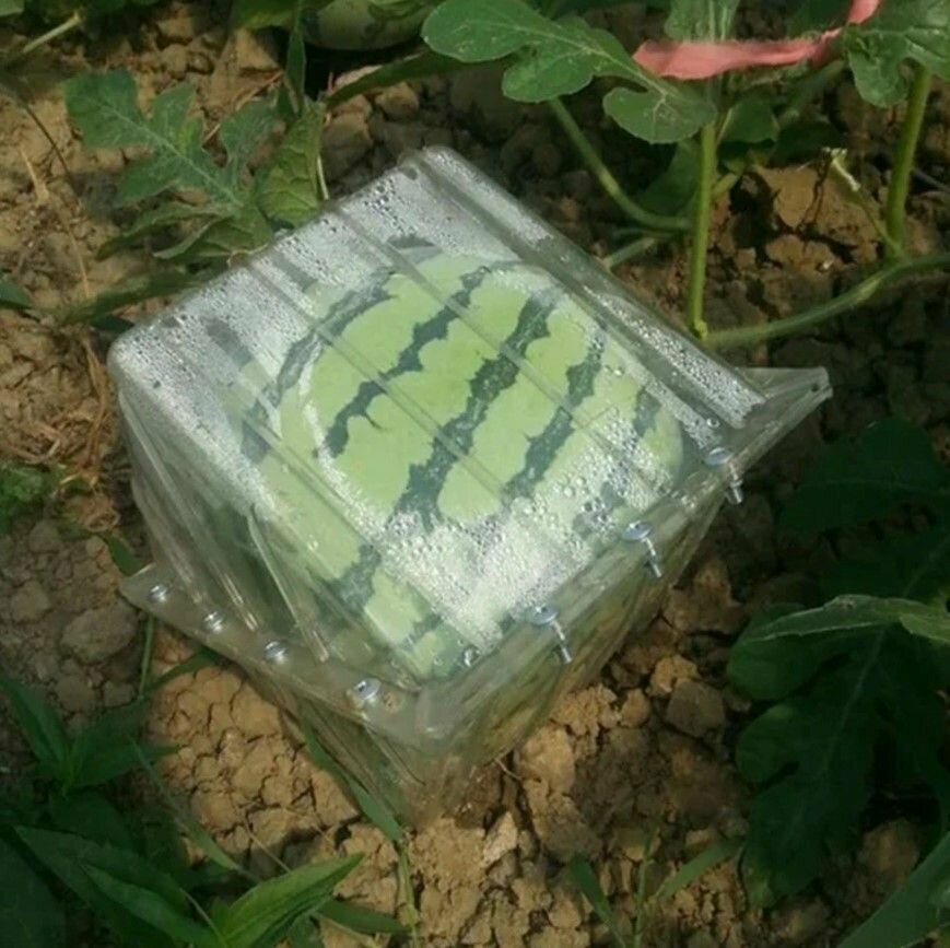 Форма "Куб" для выращивания фигурных арбузов - фотография № 10
