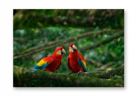 Картина на стекле | Diva Kartina | Природа. Разговор попугаев | 100X70 см | Интерьерный постер