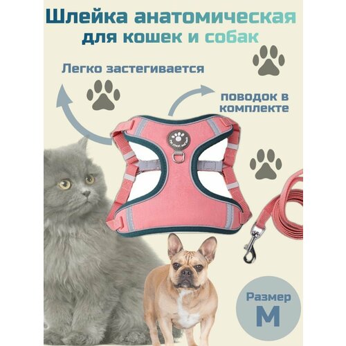 Анатомическая шлейка для собак мелких пород и кошек с поводком