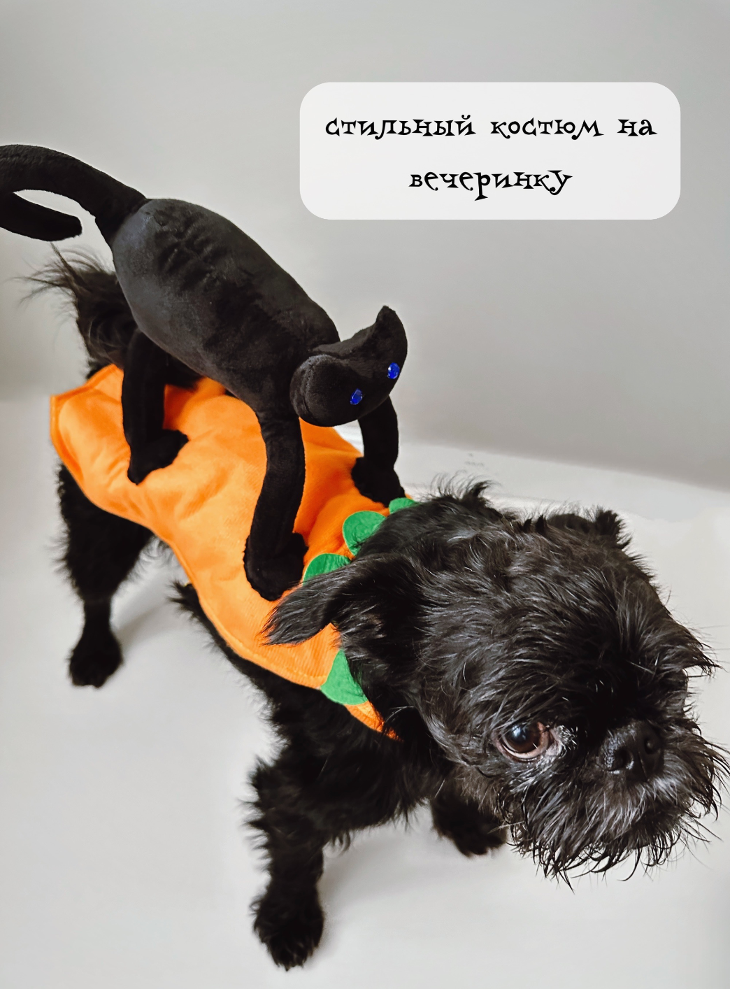 "Черный кот" - костюм для Хэллоуина для кошек и собак - фотография № 3