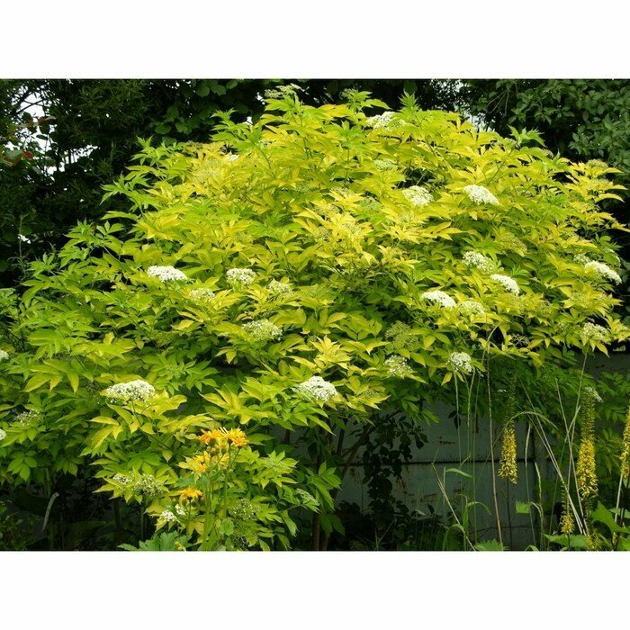 Sambucus nigra Schwarzer Holunder (Sambucus nigra) im Land. Flickr