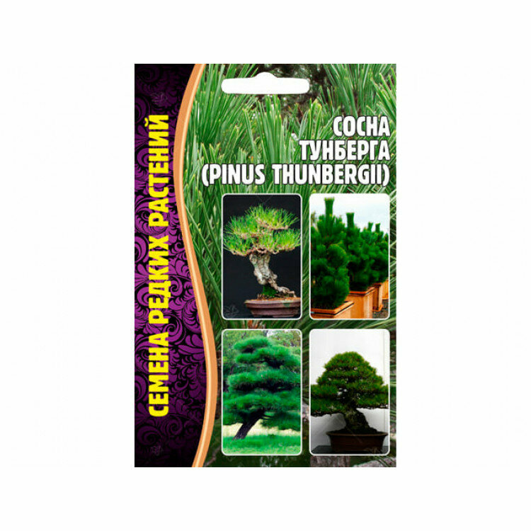 Семена Сосны Тумберга  Pinus Thunbergii   10 семян 