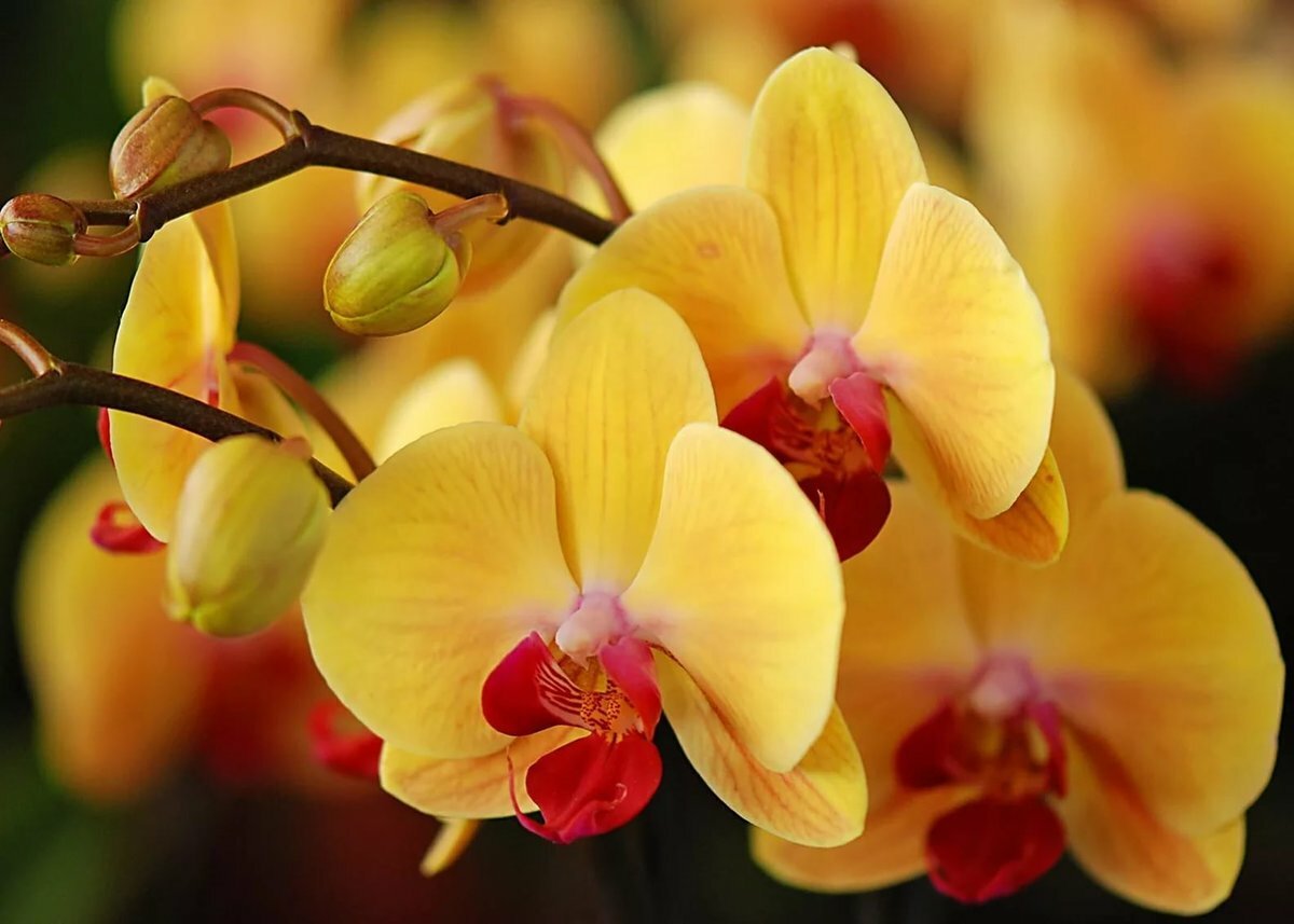 Грунт для орхидей с мхом готовый 1л (Фаско) - фотография № 7