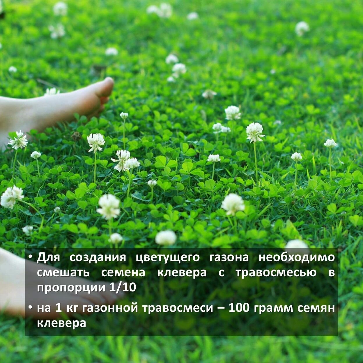 Семена Green Meadow Сидерат Клевер белый 500г - фото №6