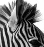 Плакат, постер на бумаге Zebra/Зебра. Размер 21 х 30 см