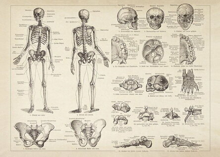 Плакат, постер на бумаге анатомический, медицинский принт. Строение человека. Скелет человека. Размер 30 х 42 см
