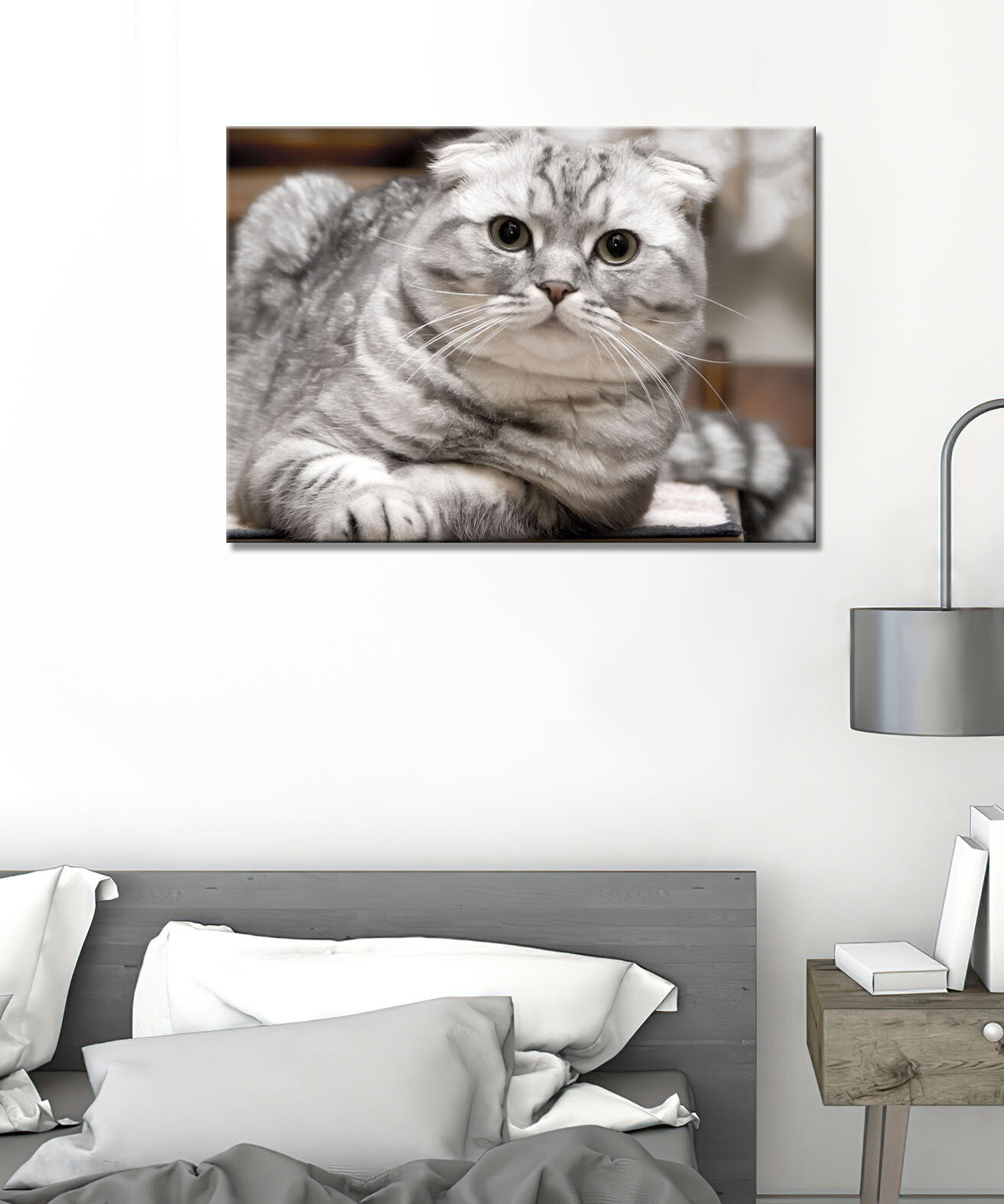 Картина - кошка, шотландская вислоухая кошка, домашняя кошка, ласковая кошка, кот (236) 20х30