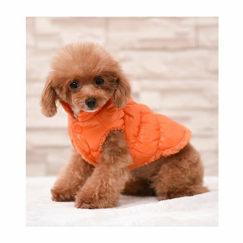 Куртка для собак "Блеск", XS (ДС 20, ОГ 28, ОШ 19 см, до 3 кг), оранжевая, "Hidde", цвет оранжевый