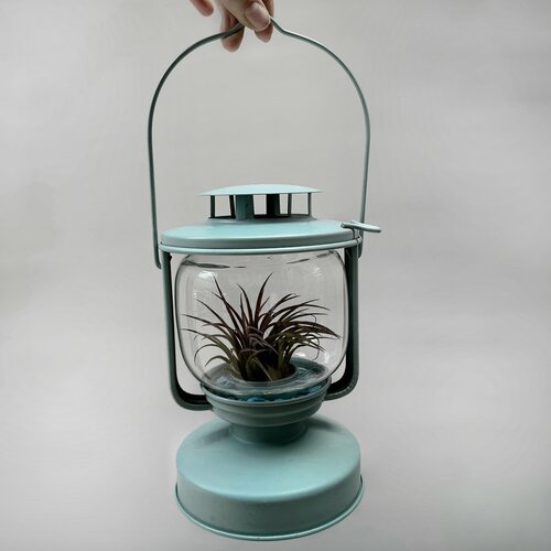 Комнатное растение тилландсия в фонарике