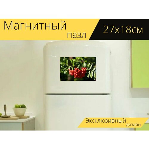 Магнитный пазл Ягоды рябины, рябина, ягода на холодильник 27 x 18 см.