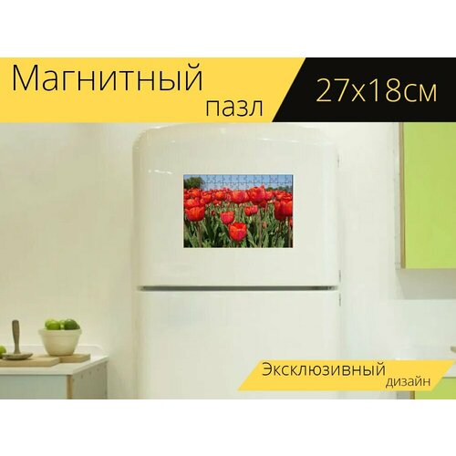 Магнитный пазл Тюльпаны, луковицы, луковицы цветов на холодильник 27 x 18 см. магнитный пазл луковицы цветов цветы тюльпаны на холодильник 27 x 18 см